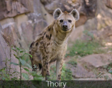 Hyènes à Thoiry