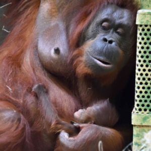 Naissance d’un orang-outan à la Ménagerie du Jardin des Plantes