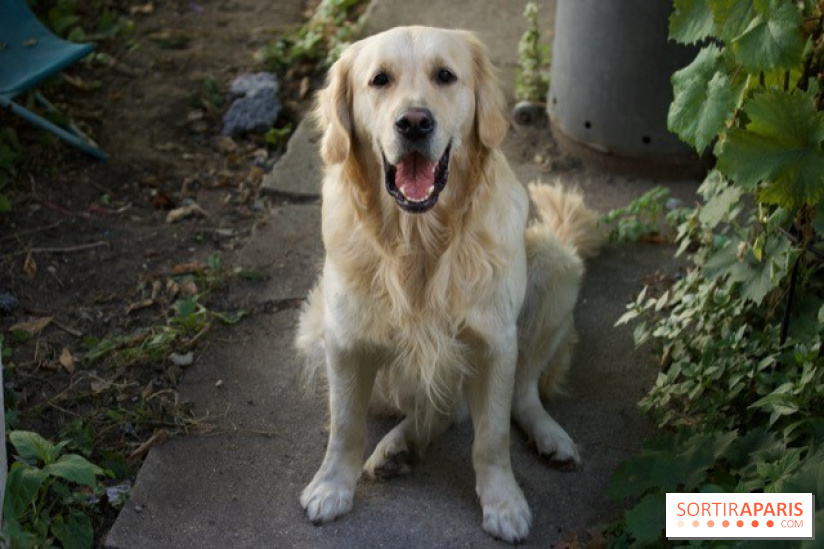 centre de rencontre pour chien