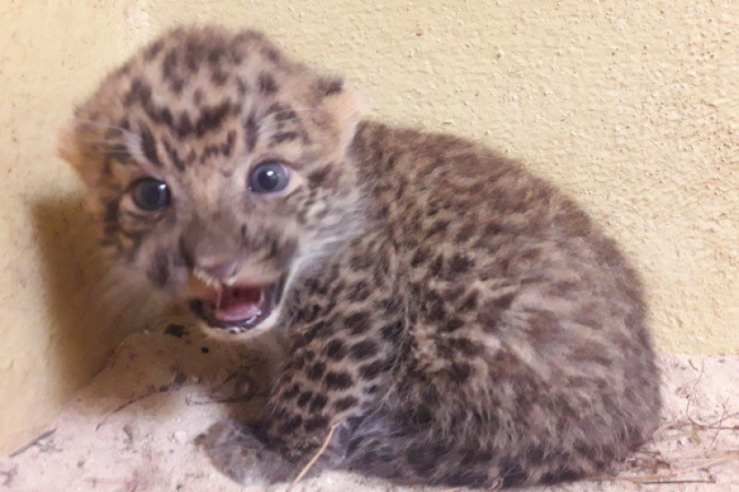 Des Bebes Pantheres De Chine Au Zoosafari De Thoiry Sortiraparis Com