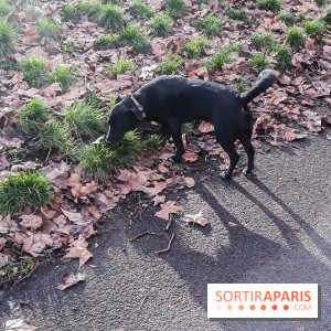 Les parcs, squares et jardins où promener son chien à Paris
