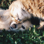 Animaux de compagnie : l'Assemblée veut interdire la vente de chats et de chiens en animalerie
