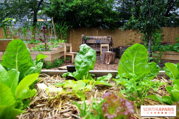 Jardin21 Retour Du Lieu De Vie Au Sein Dune Friche - 