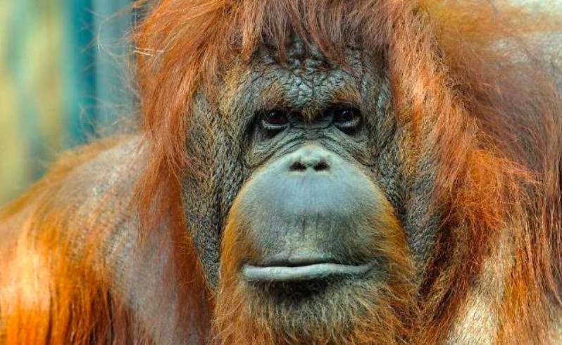 Nenette L Orang Outan Vous Invite A Son 50e Anniversaire A La Menagerie Du Jardin Des Plantes Sortiraparis Com Nenette L Orang Outan Vous Invite A Son 50e Anniversaire A La Menagerie Du Jardin Des Plantes Sortiraparis Com