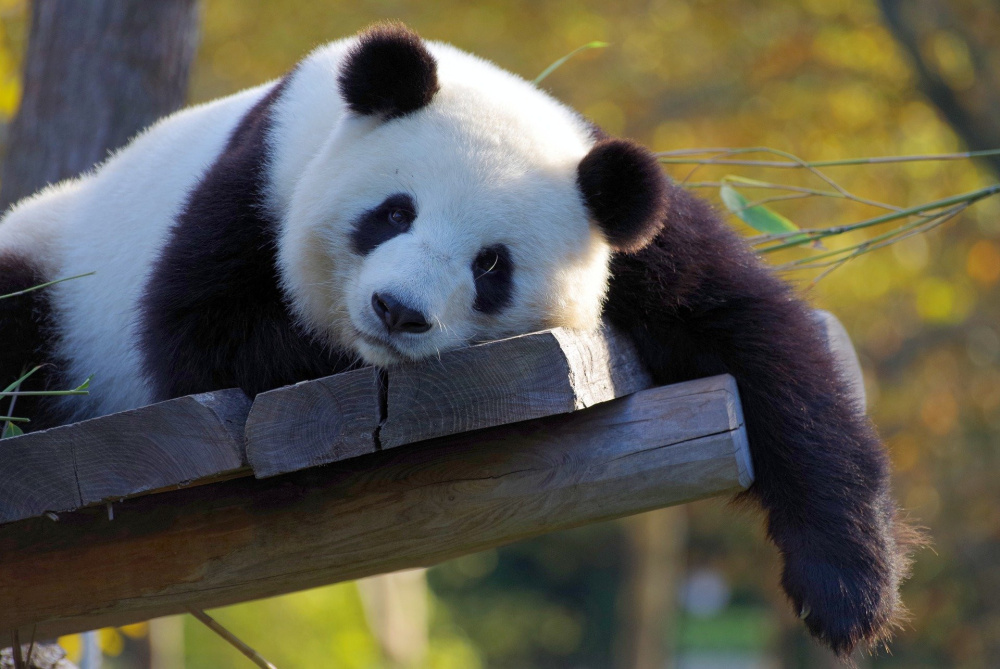 Un Petit Tour Virtuel Dans Les Zoos Du Monde Entier Sortiraparis Com