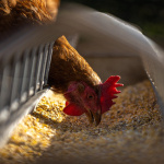 Grippe aviaire en France : quels symptômes et comment attrape-t-on le rhume du poulet ?