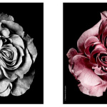 Fleurs, l'expo photo en plein air de St&eacute;phane de Bourgies &agrave; d&eacute;couvrir dans le quartier du Marais