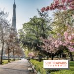 Visuel Paris Tour Eiffel cerisiers en fleurs