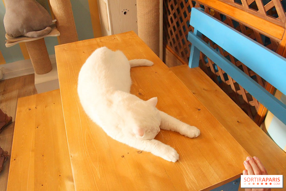 New Cat Bar The Chat Mallows Cafe Sortiraparis Com