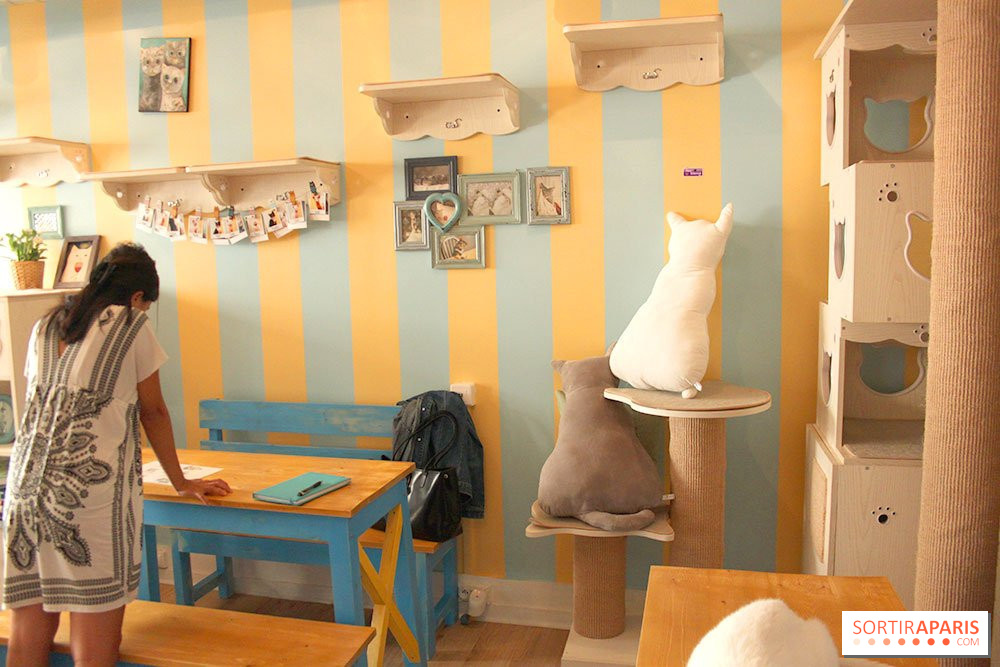 New Cat Bar The Chat Mallows Cafe Sortiraparis Com