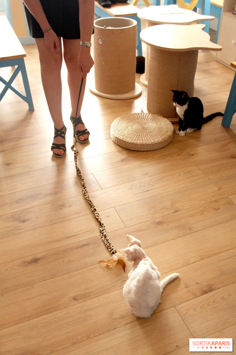 New Cat Bar The Chat Mallows Cafe Sortiraparis Com