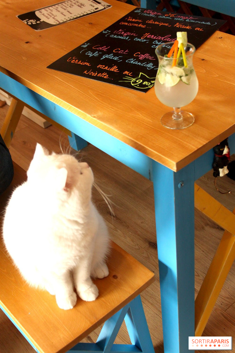 New Cat Bar The Chat Mallows Cafe Sortiraparis Com