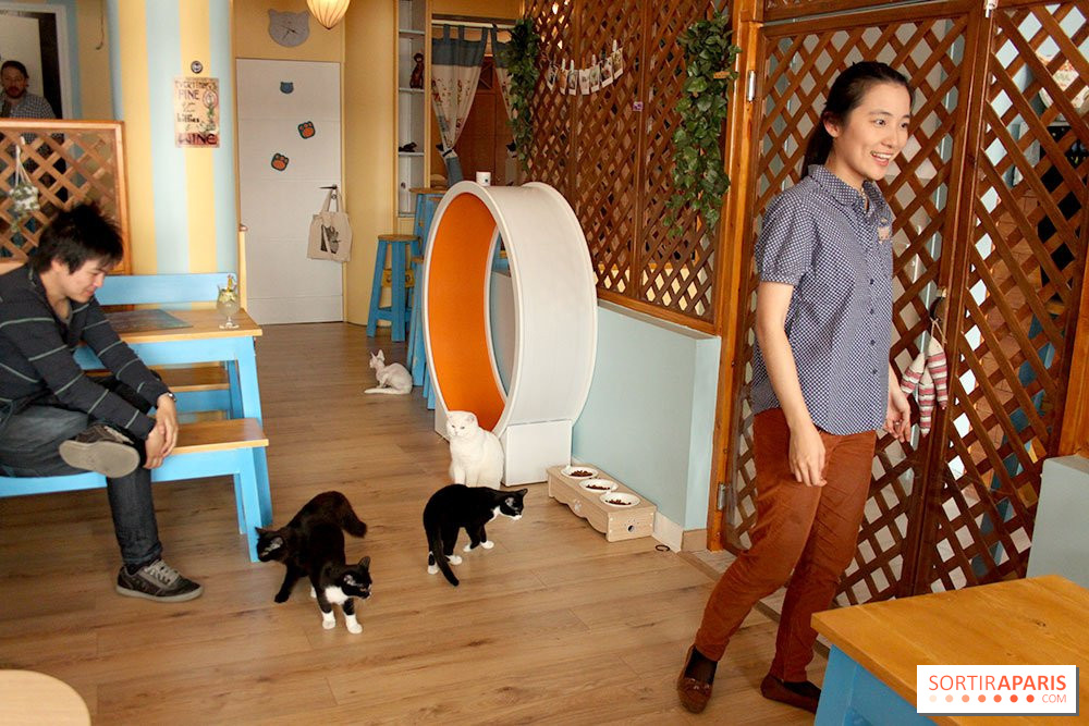 New Cat Bar The Chat Mallows Cafe Sortiraparis Com
