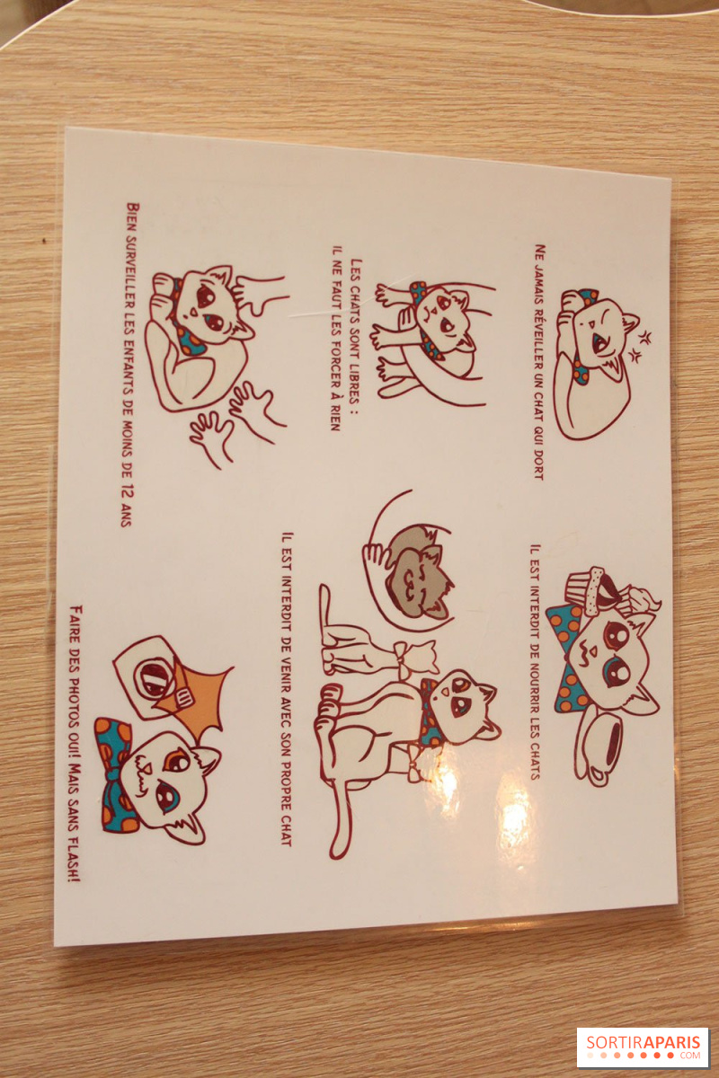New Cat Bar The Chat Mallows Cafe Sortiraparis Com
