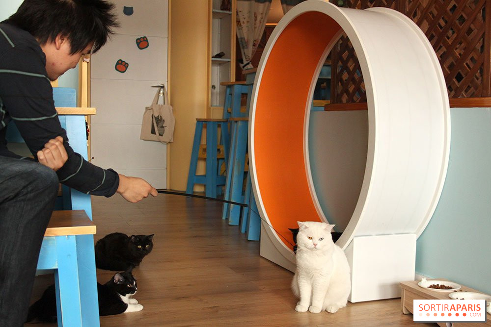 New Cat Bar The Chat Mallows Cafe Sortiraparis Com
