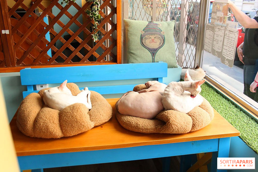 New Cat Bar The Chat Mallows Cafe Sortiraparis Com