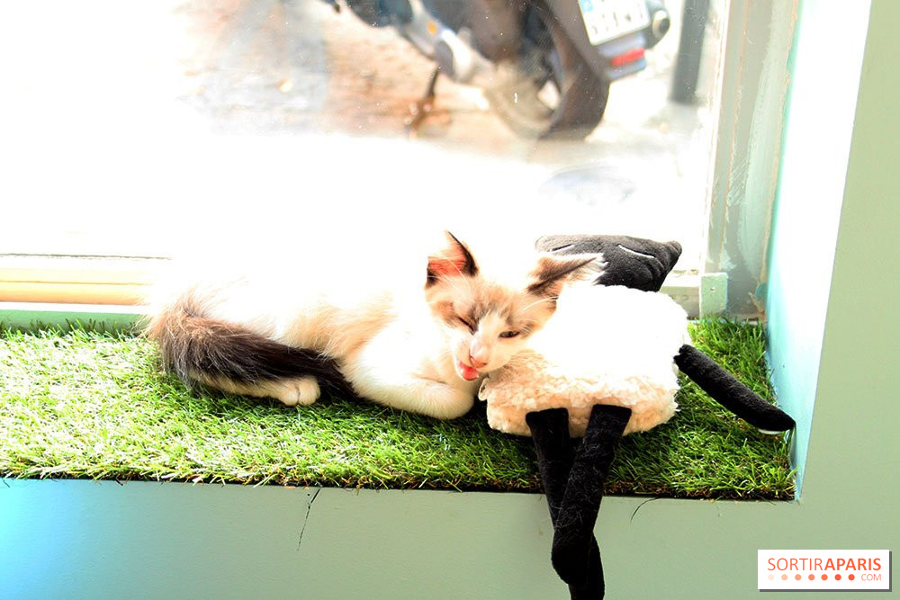 New Cat Bar The Chat Mallows Cafe Sortiraparis Com