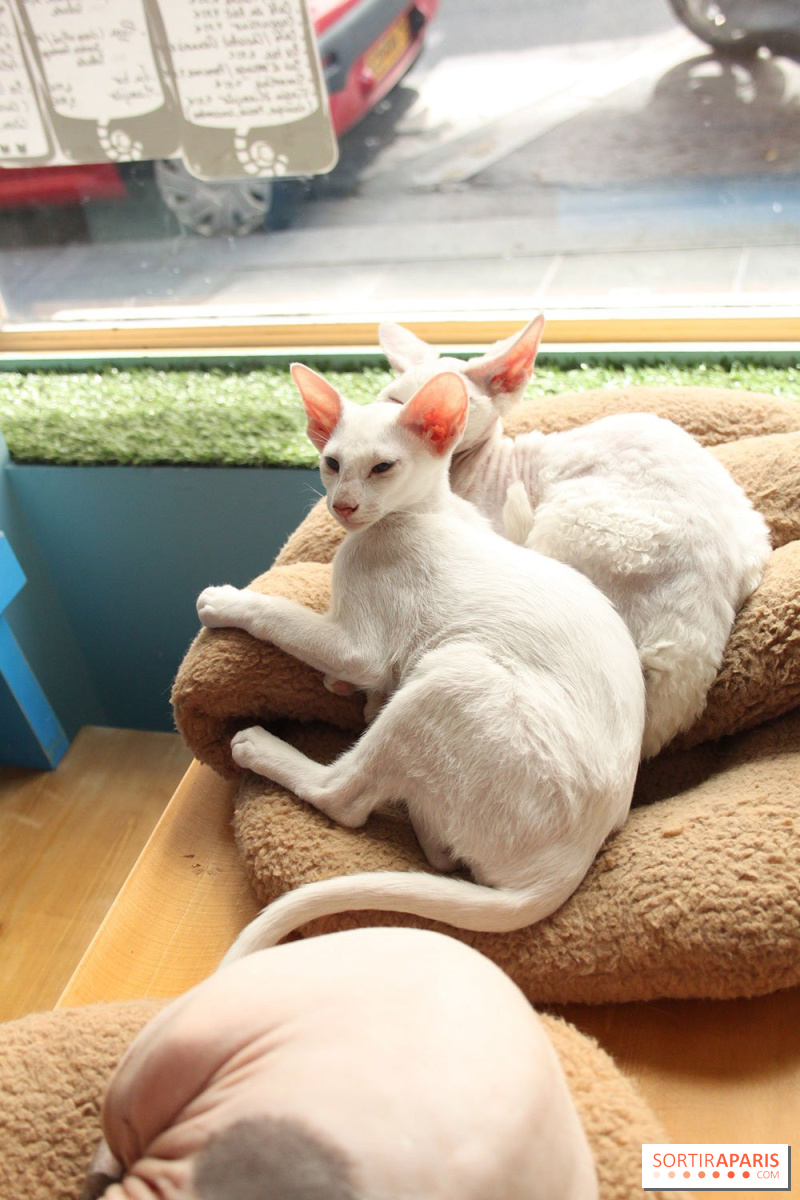 New Cat Bar The Chat Mallows Cafe Sortiraparis Com