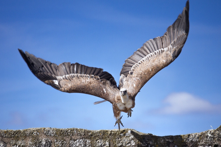Eagles Of The Remparts 2019 In Provins Sortirapariscom