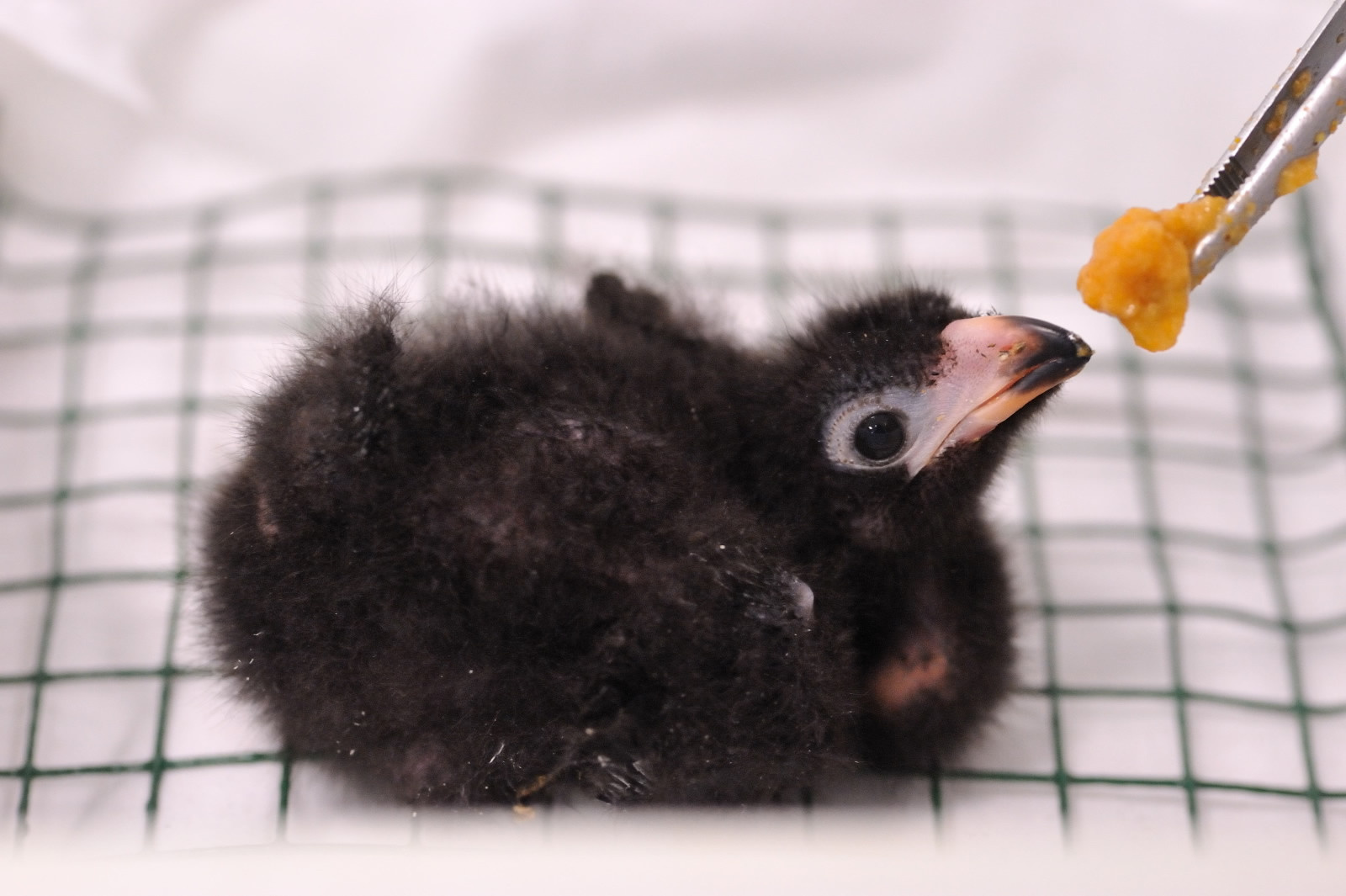 La Menagerie Zoo Du Jardin Des Plantes Le Plus Vieux Zoo De Paris Sortiraparis Com